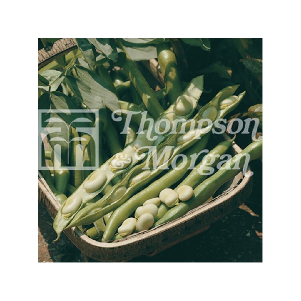 Ackerbohne Bunyards Exhibition