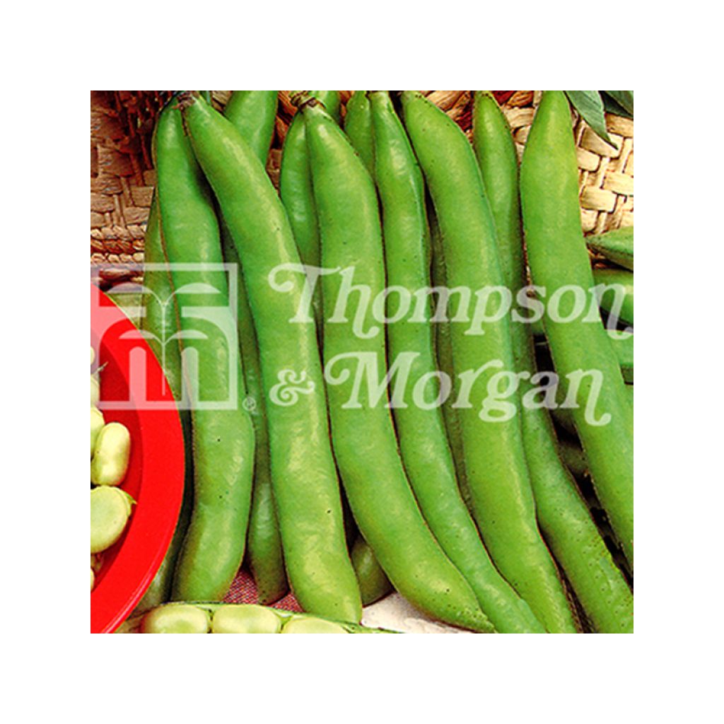 Ackerbohne Masterpiece Green Longpod