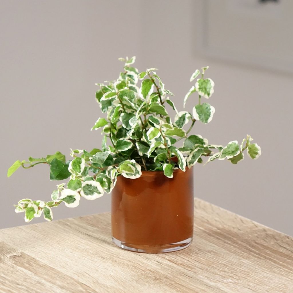 Ficus pumila Bellus - Kletter-Feige