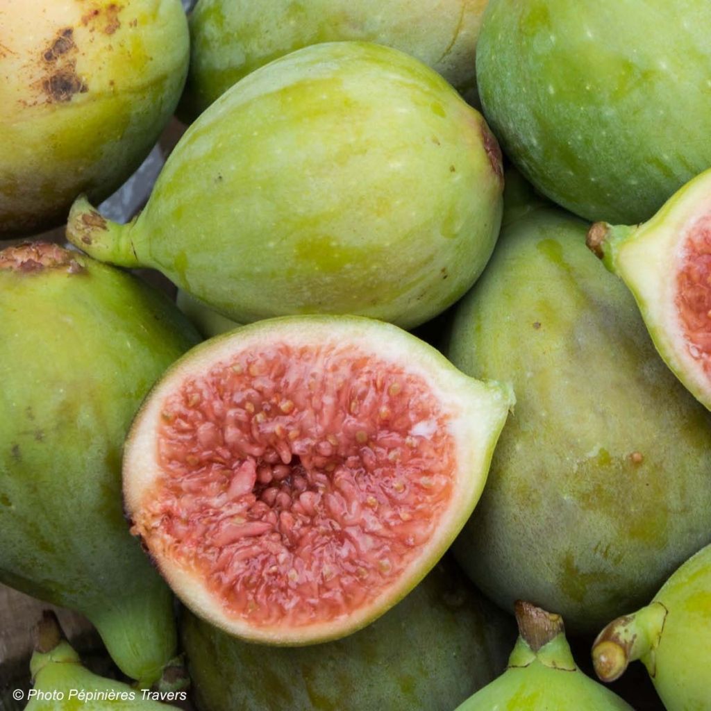 Feige Portogallo - Ficus carica