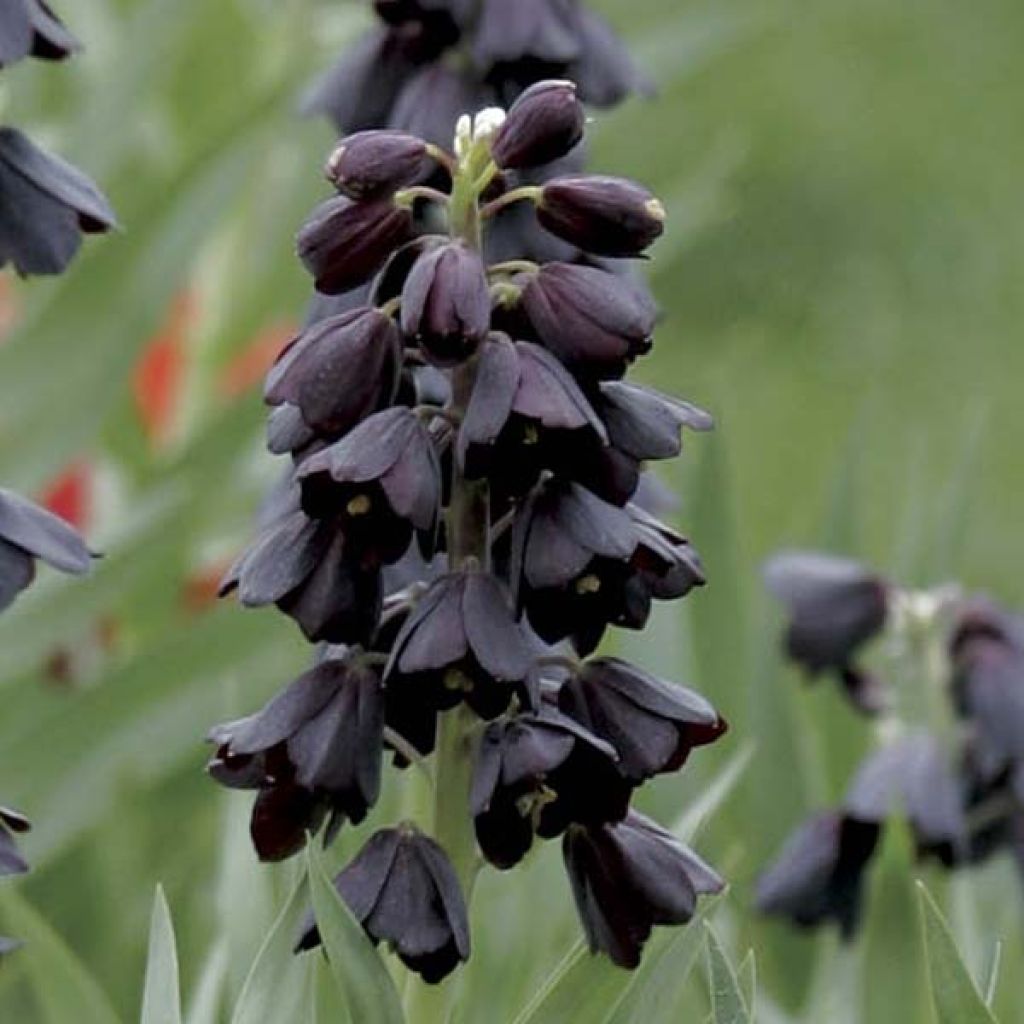 Persische Kaiserkrone Adiyaman - Fritillaria persica
