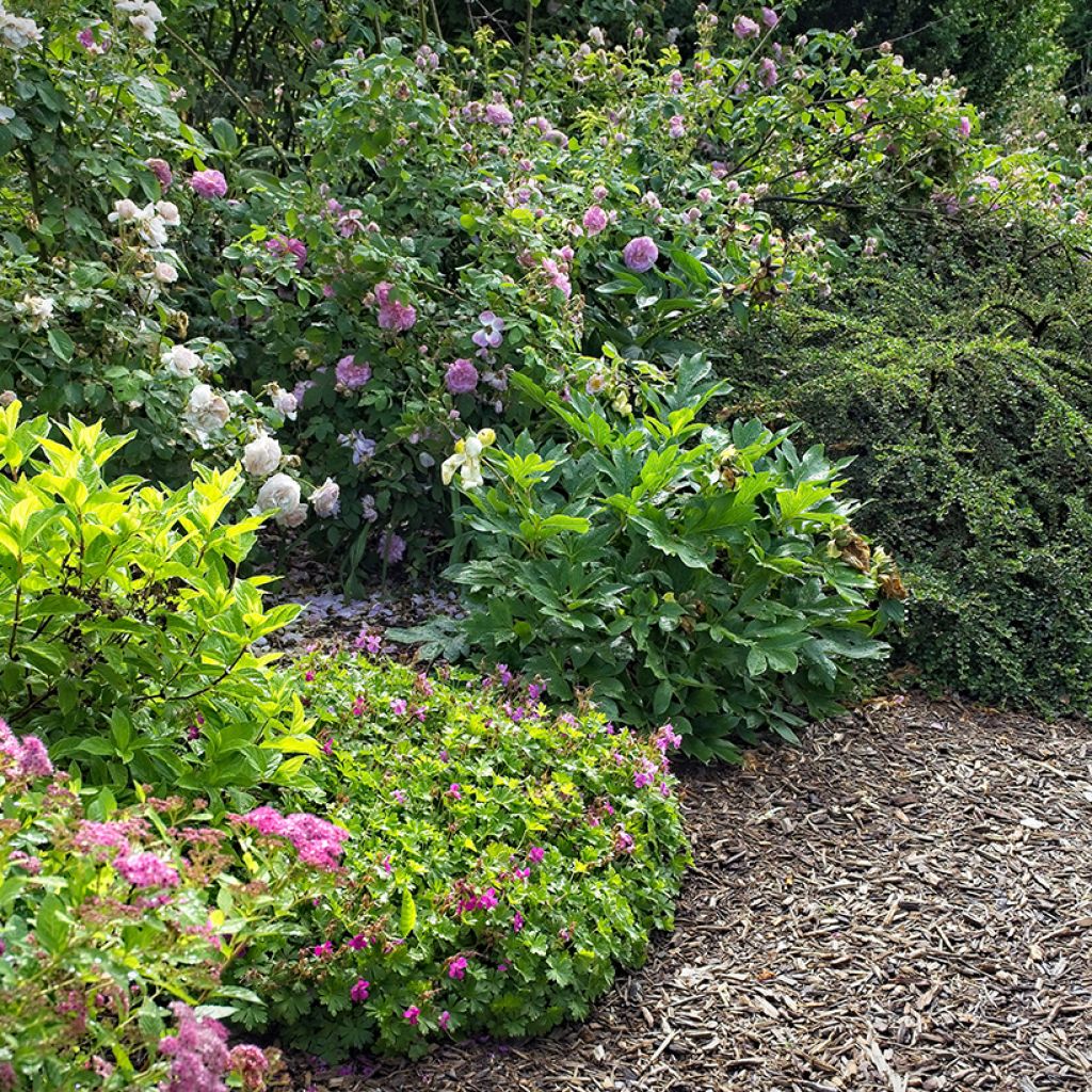 Geranium cantabrigiense Crystal Rose - Cambridge Storchschnabel