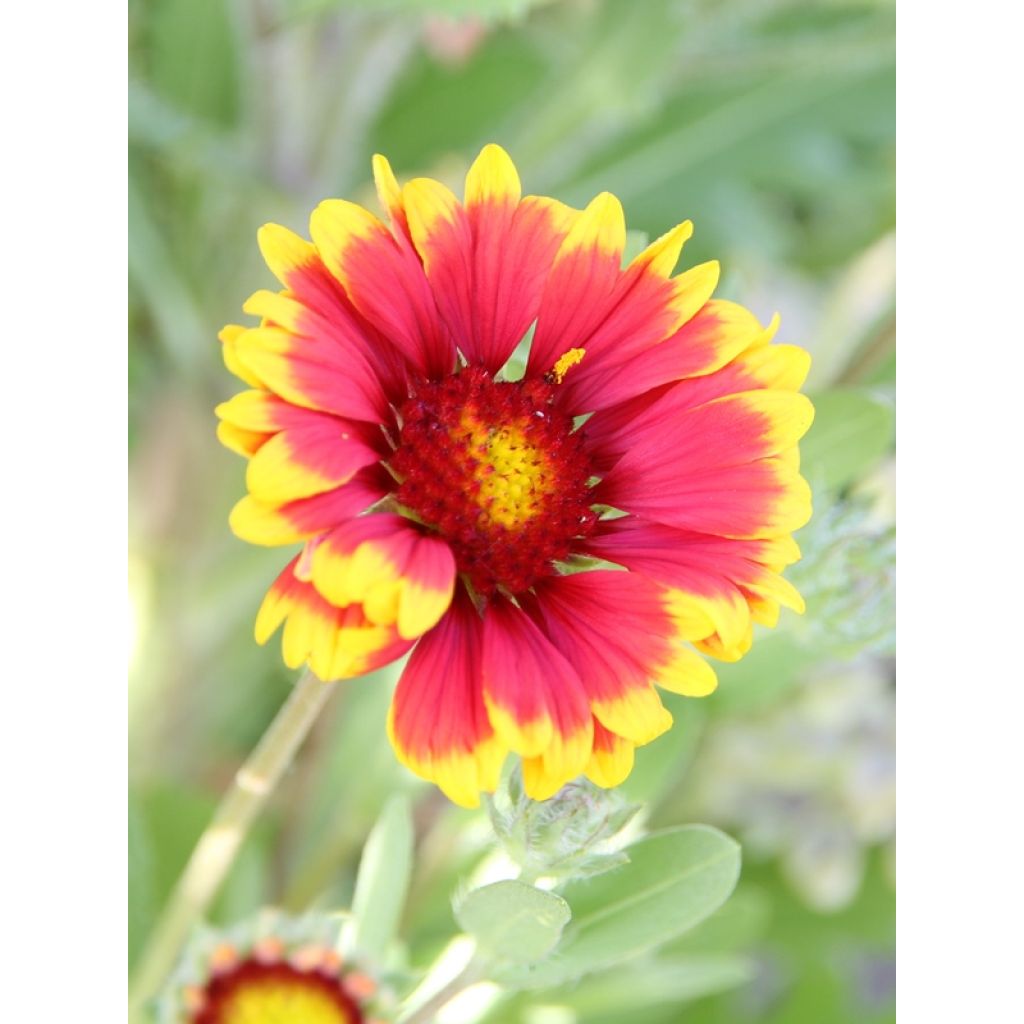Kokardenblume Kobold - Gaillardia grandiflora