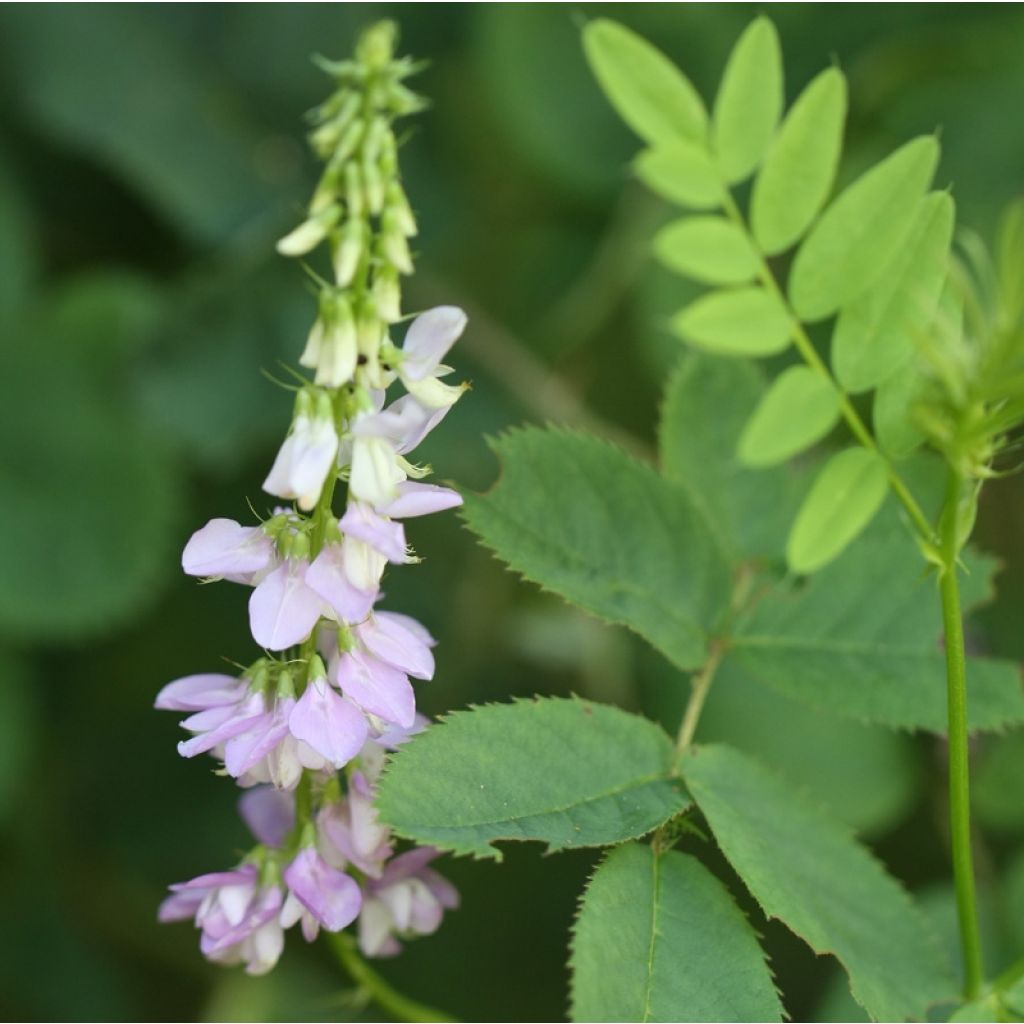 Galega hartlandii Duchess of Bedford - Weiße Geißraute