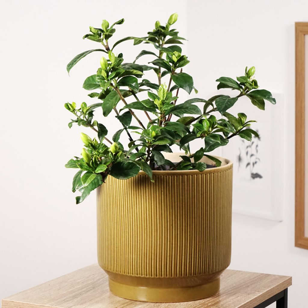 Gardenie Double Diamonds - Gardenia jasminoides