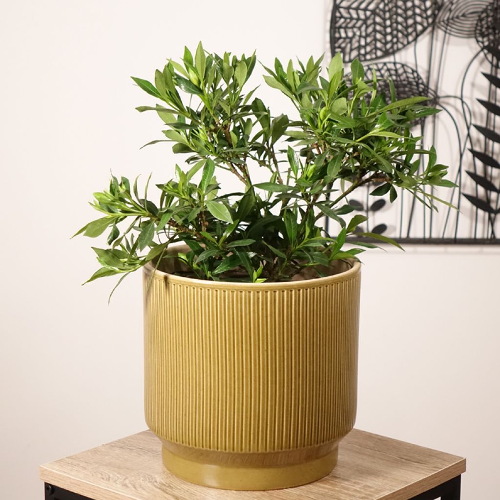 Gardenie Perfumed Petticoats - Gardenia jasminoides