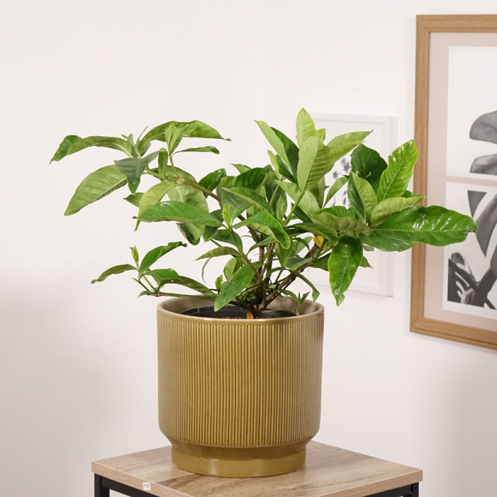 Gardenie Summer Snow - Gardenia jasminoides