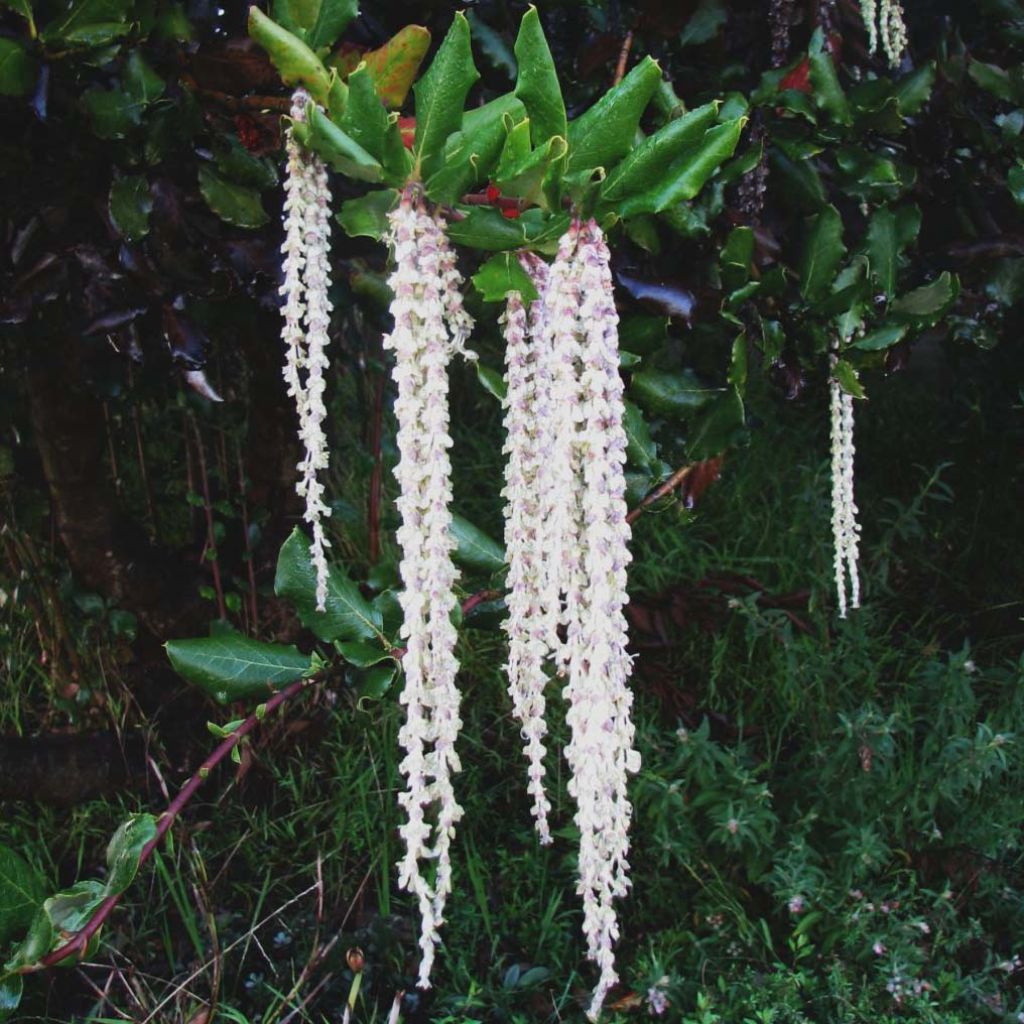 Garrya elliptica - Spalier-Becherkätzchen