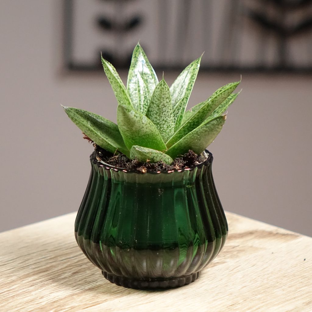 Gasteria D. Tiga
