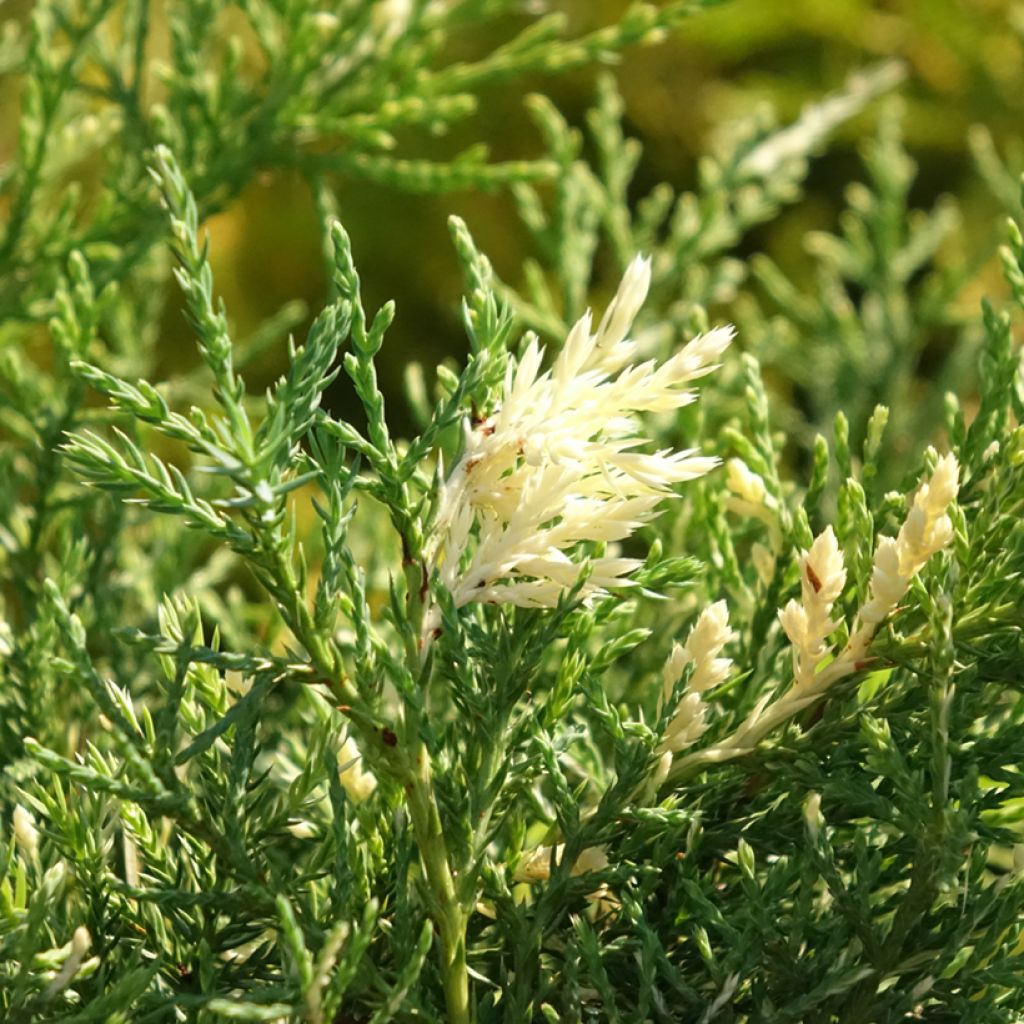 Juniperus pfitzeriana White Splash