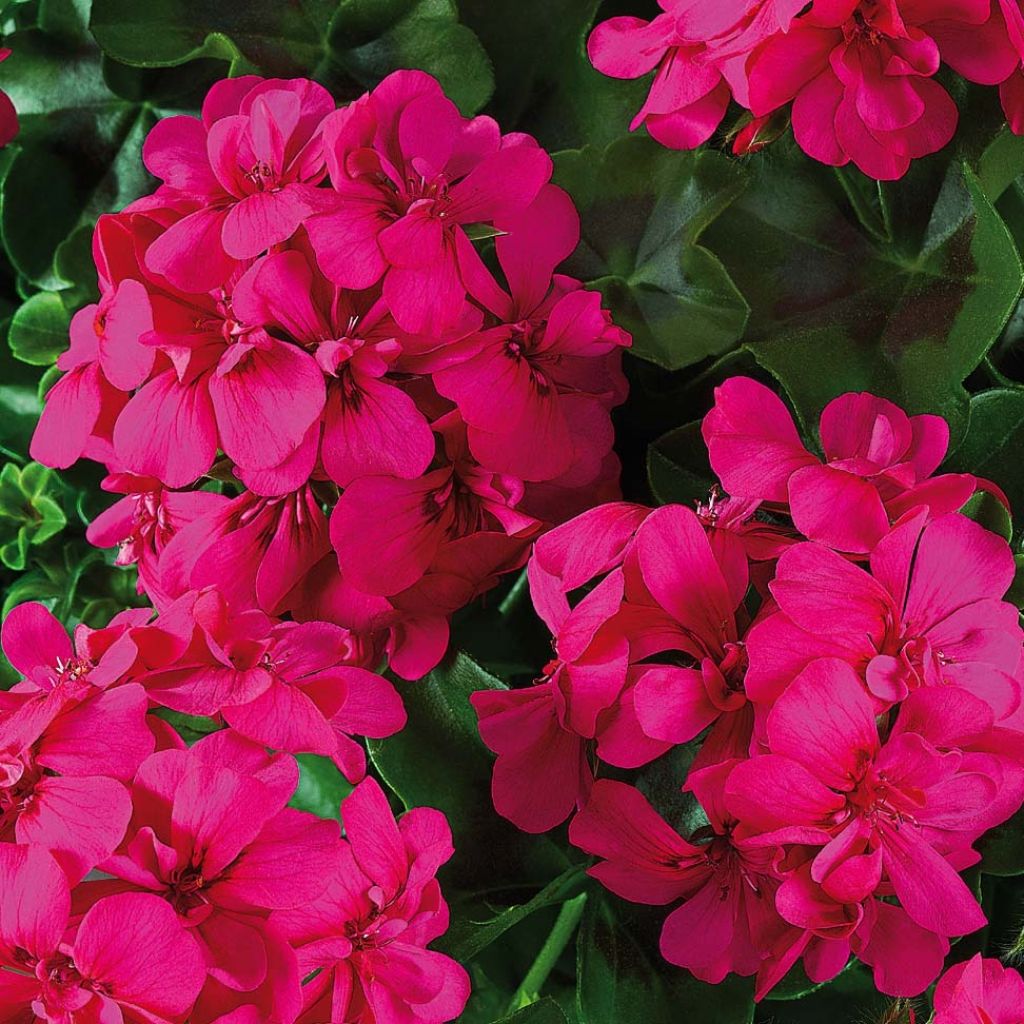 Hängegeranie Big 5 Neon Pink - Pelargonium