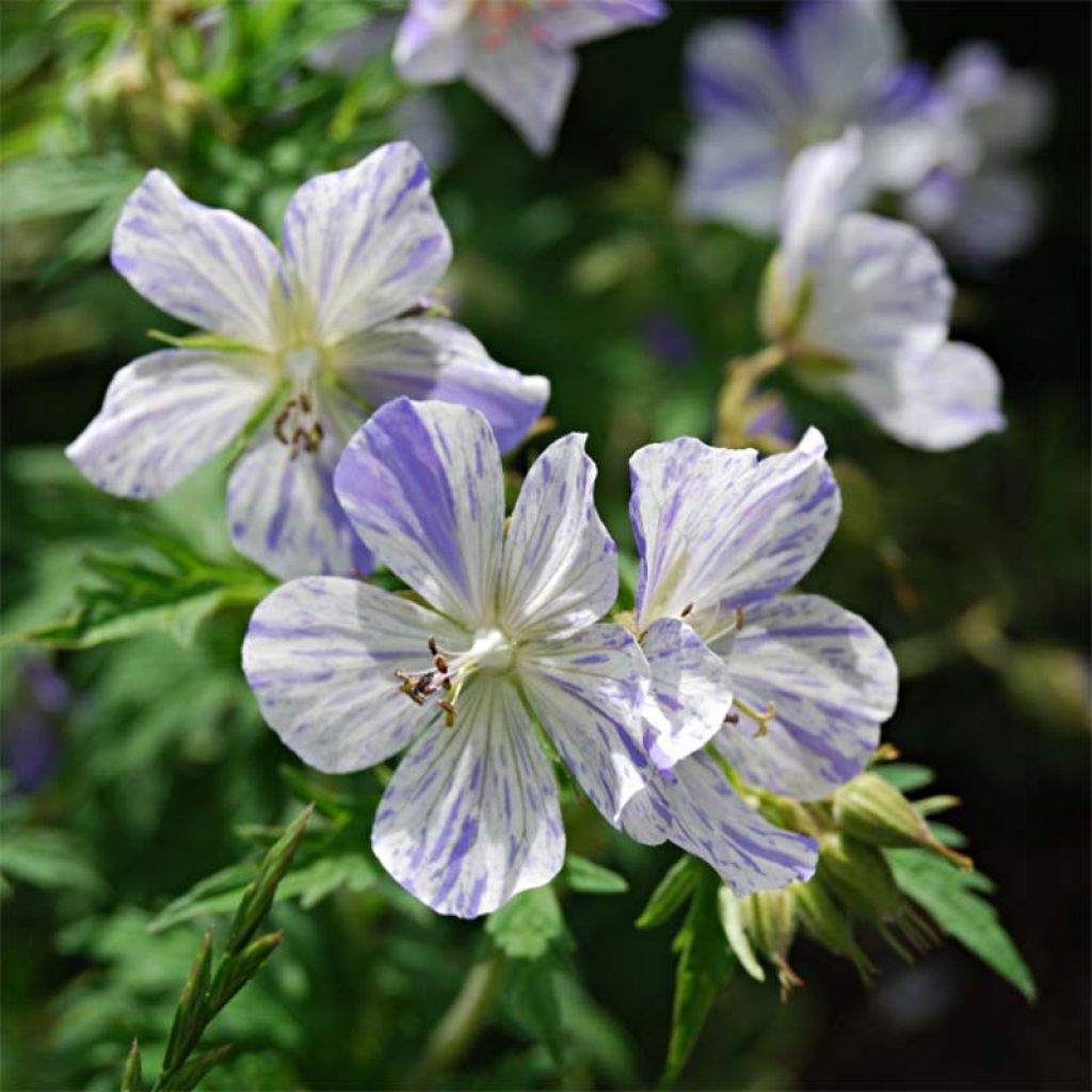 Geranium pratense Splish Splash - Wiesen-Storchschnabel