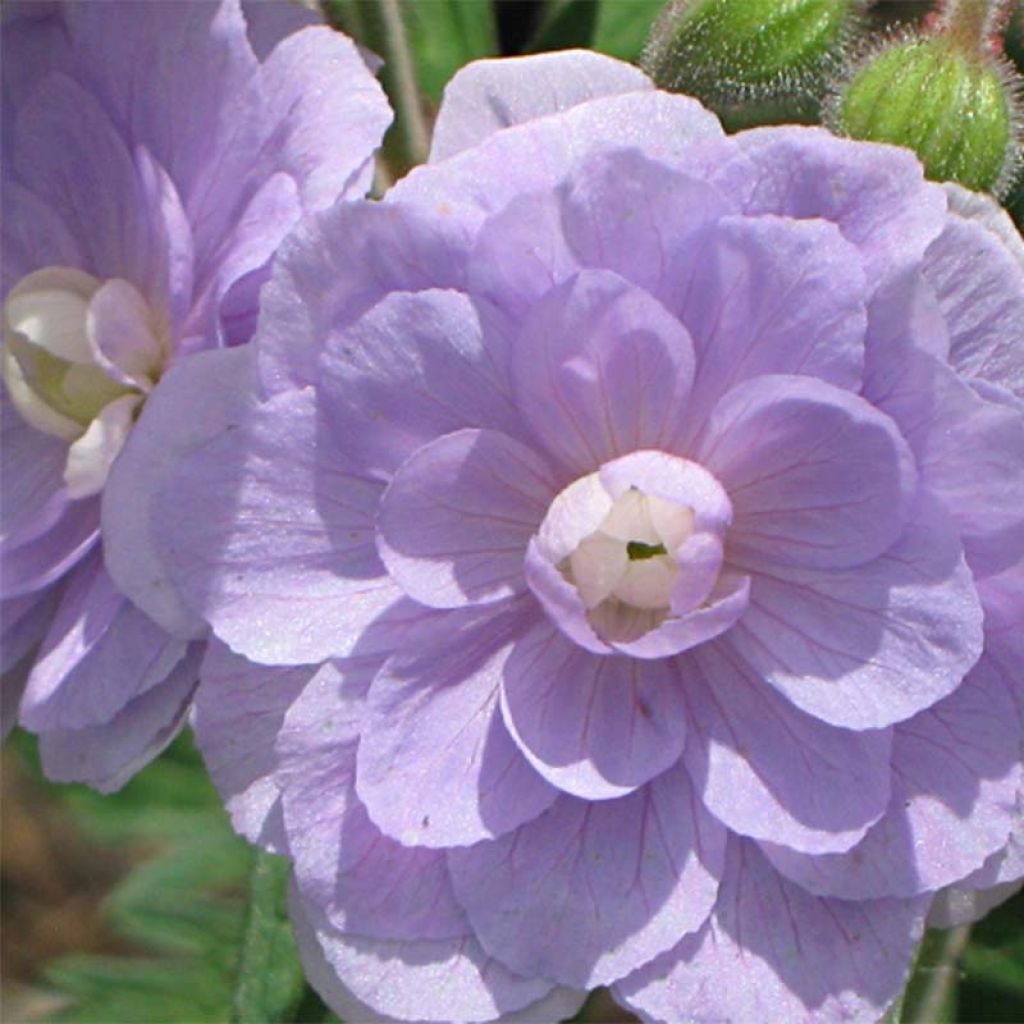 Geranium pratense Summer Skies - Wiesen-Storchschnabel