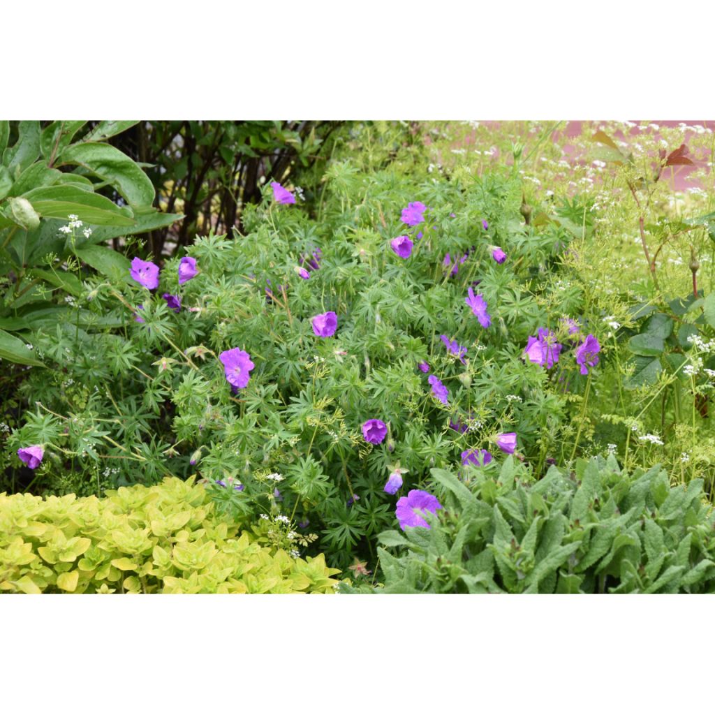 Geranium sanguineum