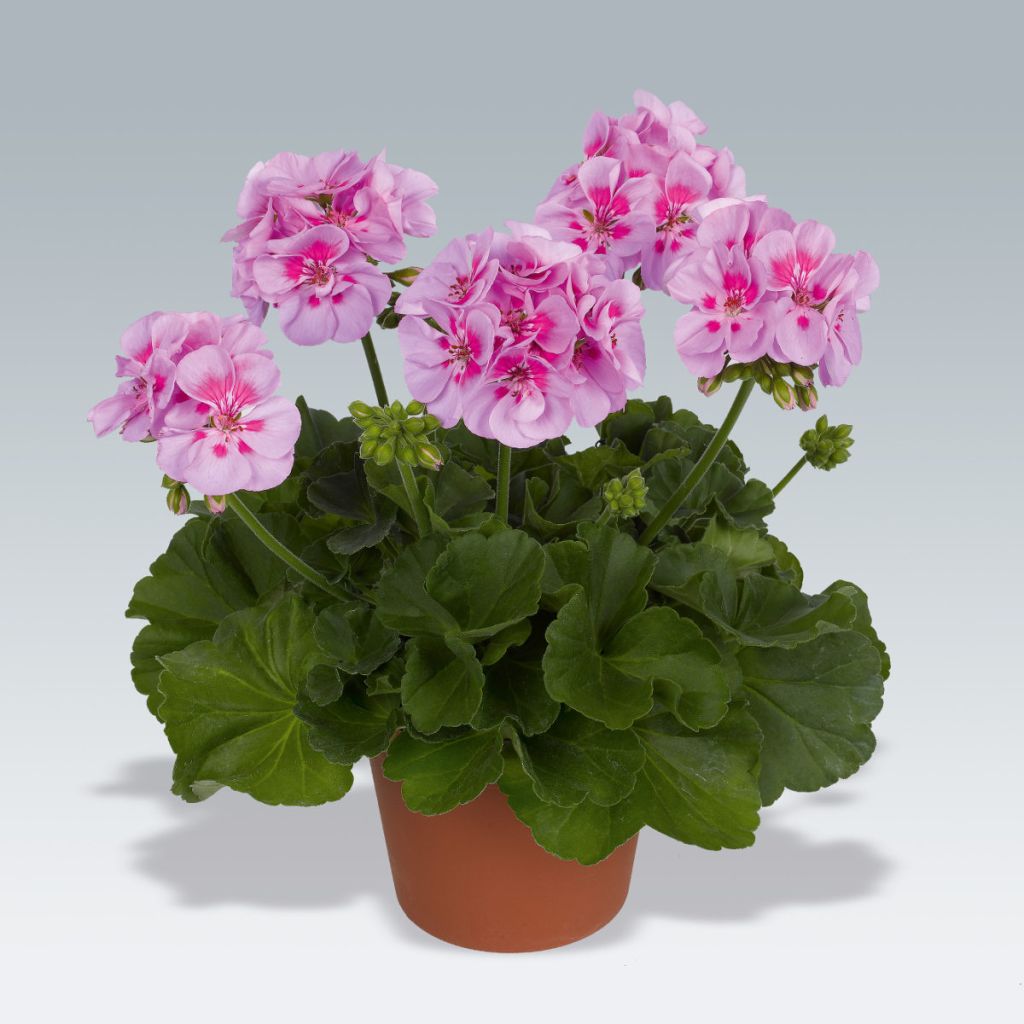Zonal-Pelargonie Icecrystal - Pelargonium