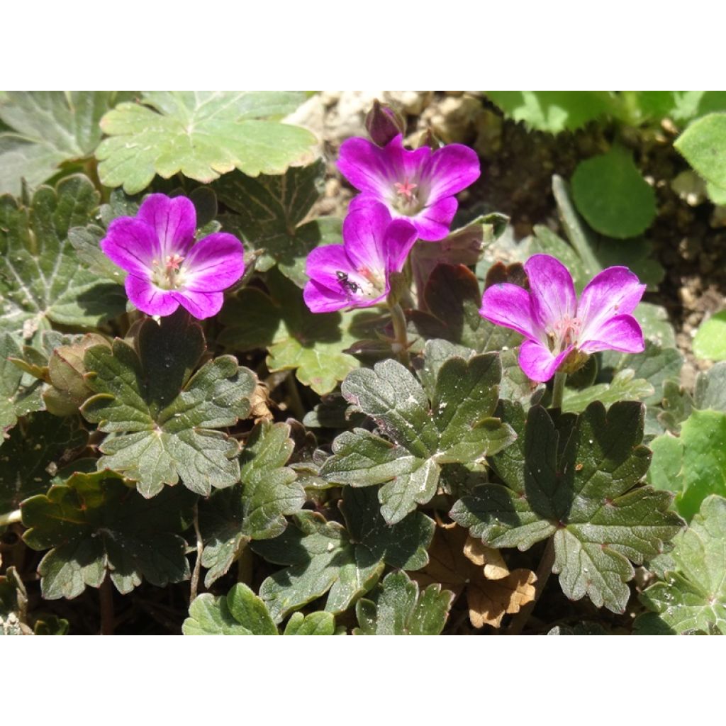 Geranium oxonianum Orkney Cherry - Oxford-Storchschnabel