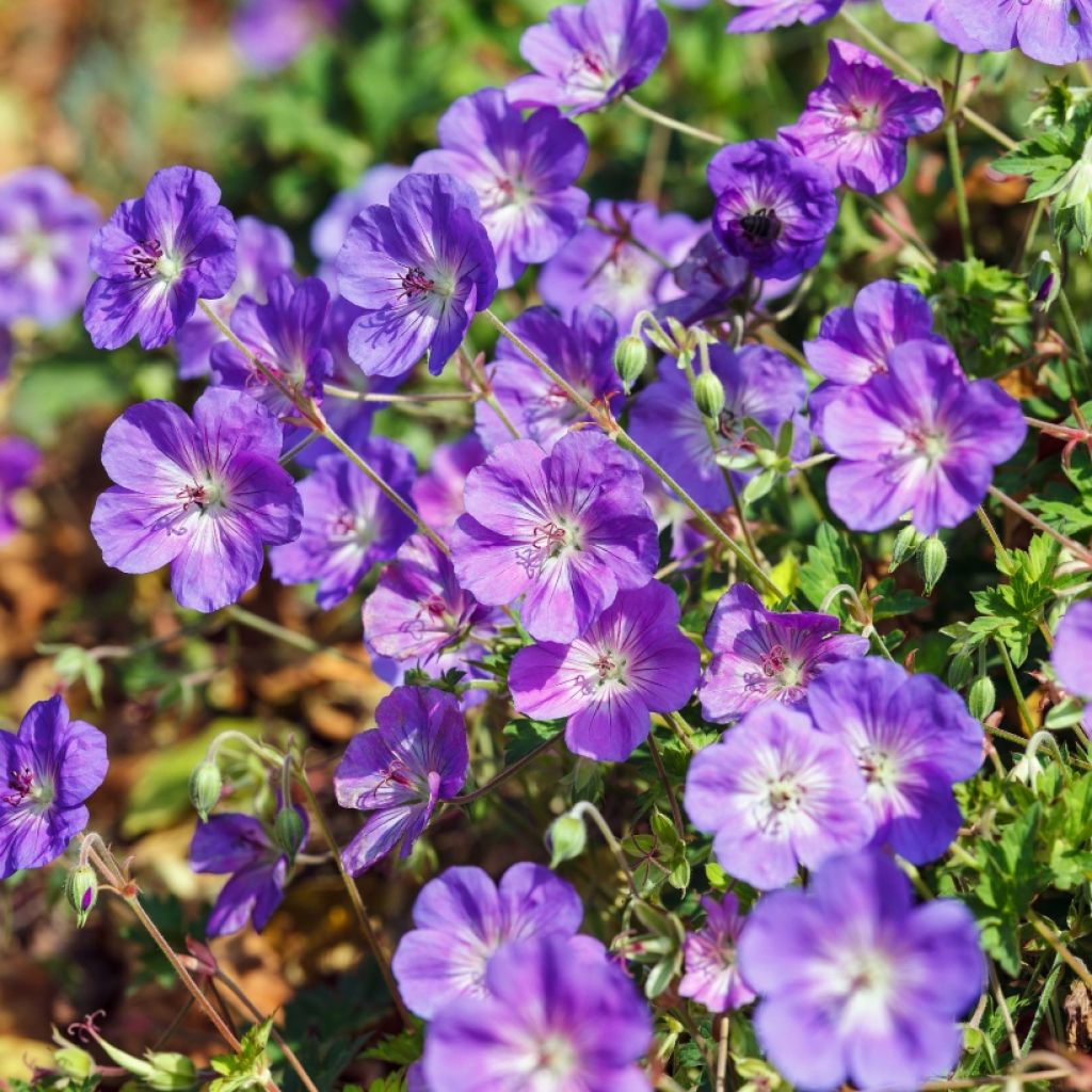 Storchschnabel Rozanne - Geranium