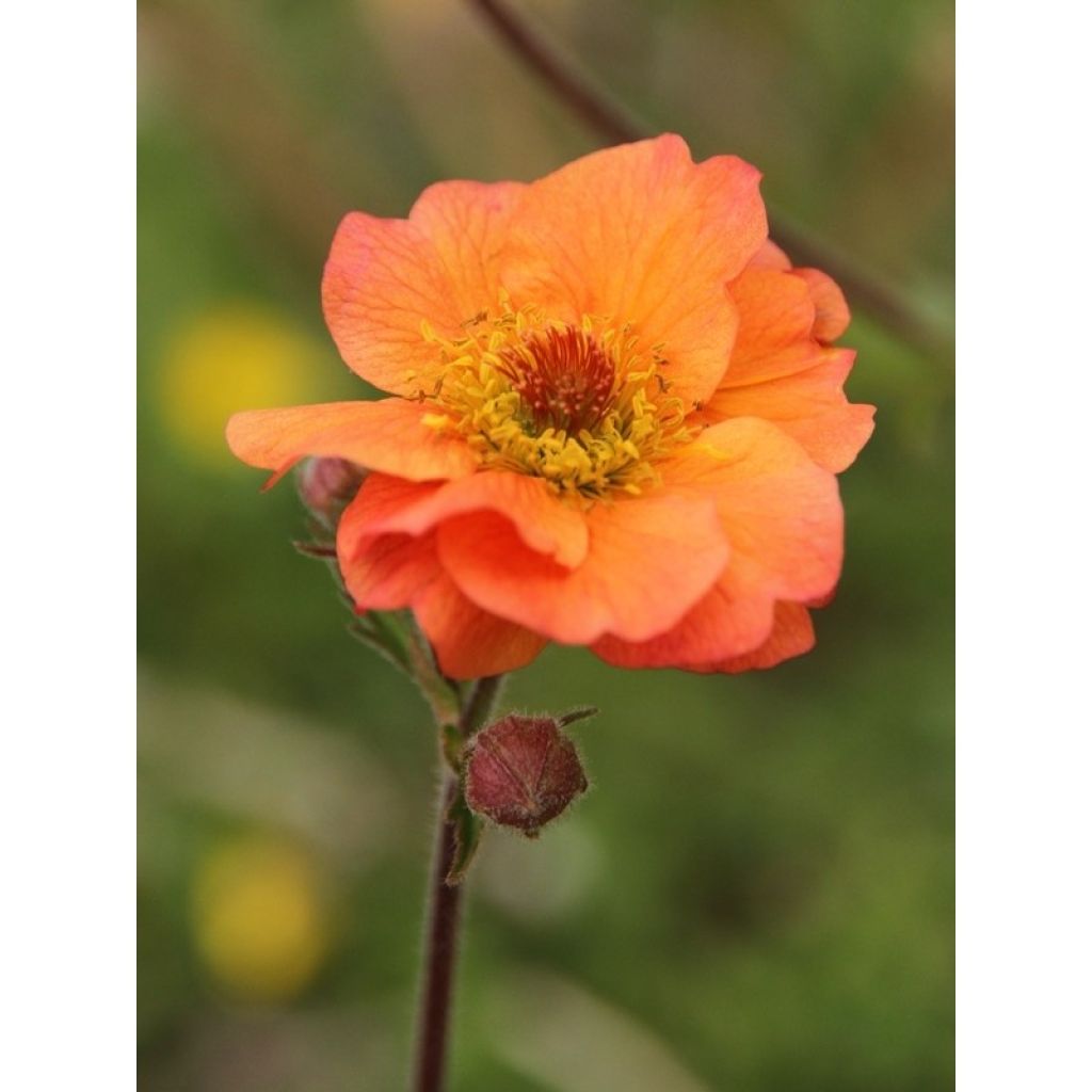 Geum Totally Tangerine - Nelkenwurz