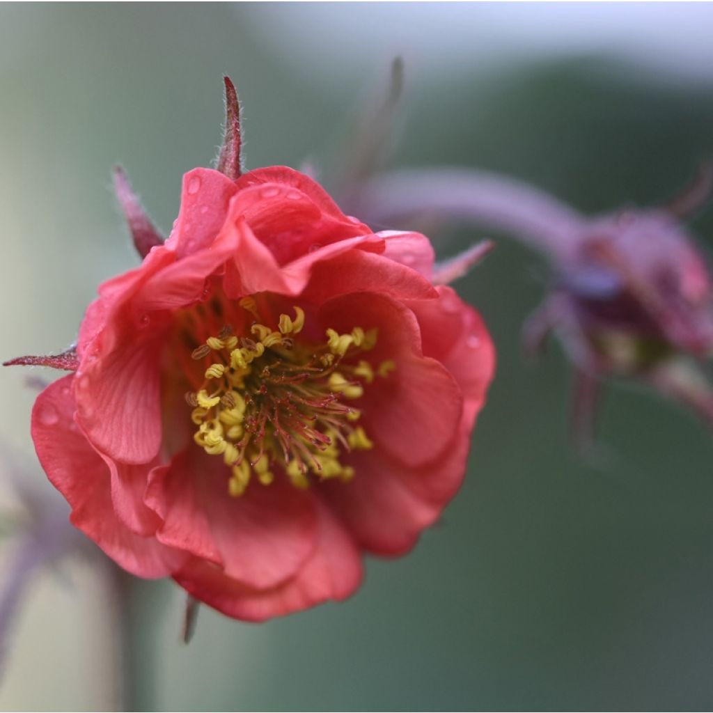 Geum Flames of Passion - Nelkenwurz