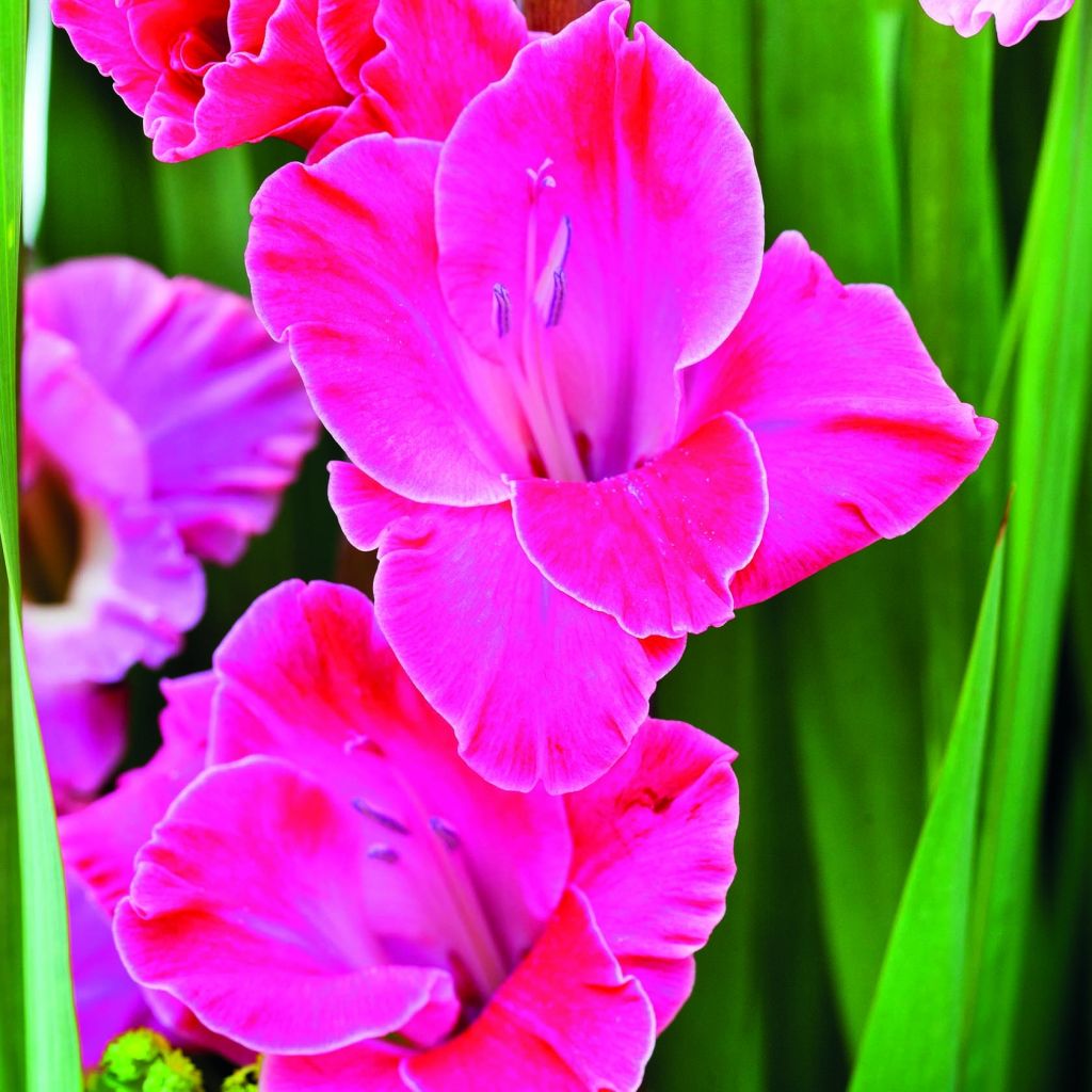 Großblütige Gladiole Invitatie - Gladiolus