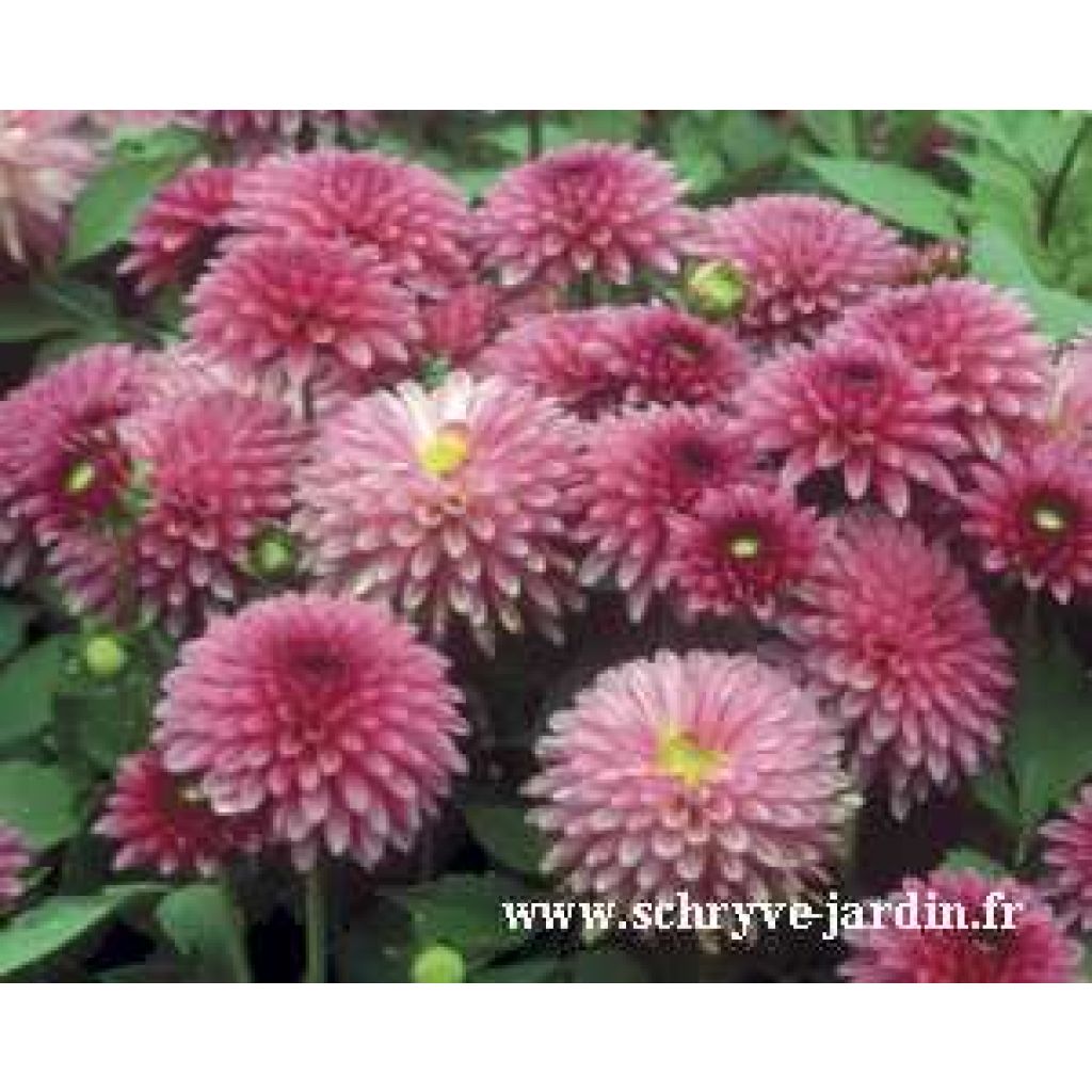 Zwerg-Dahlie Cheeky Glow