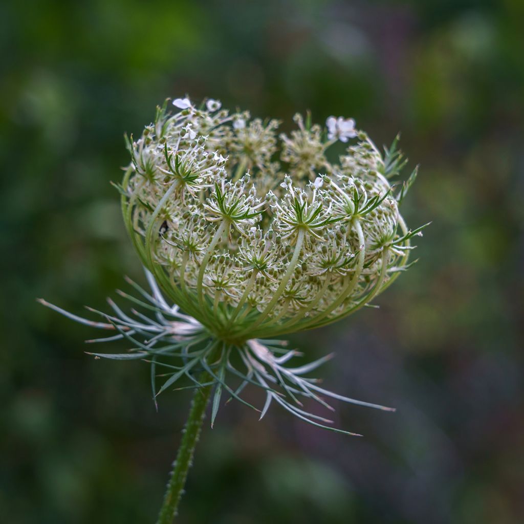 Möhre - Daucus carota