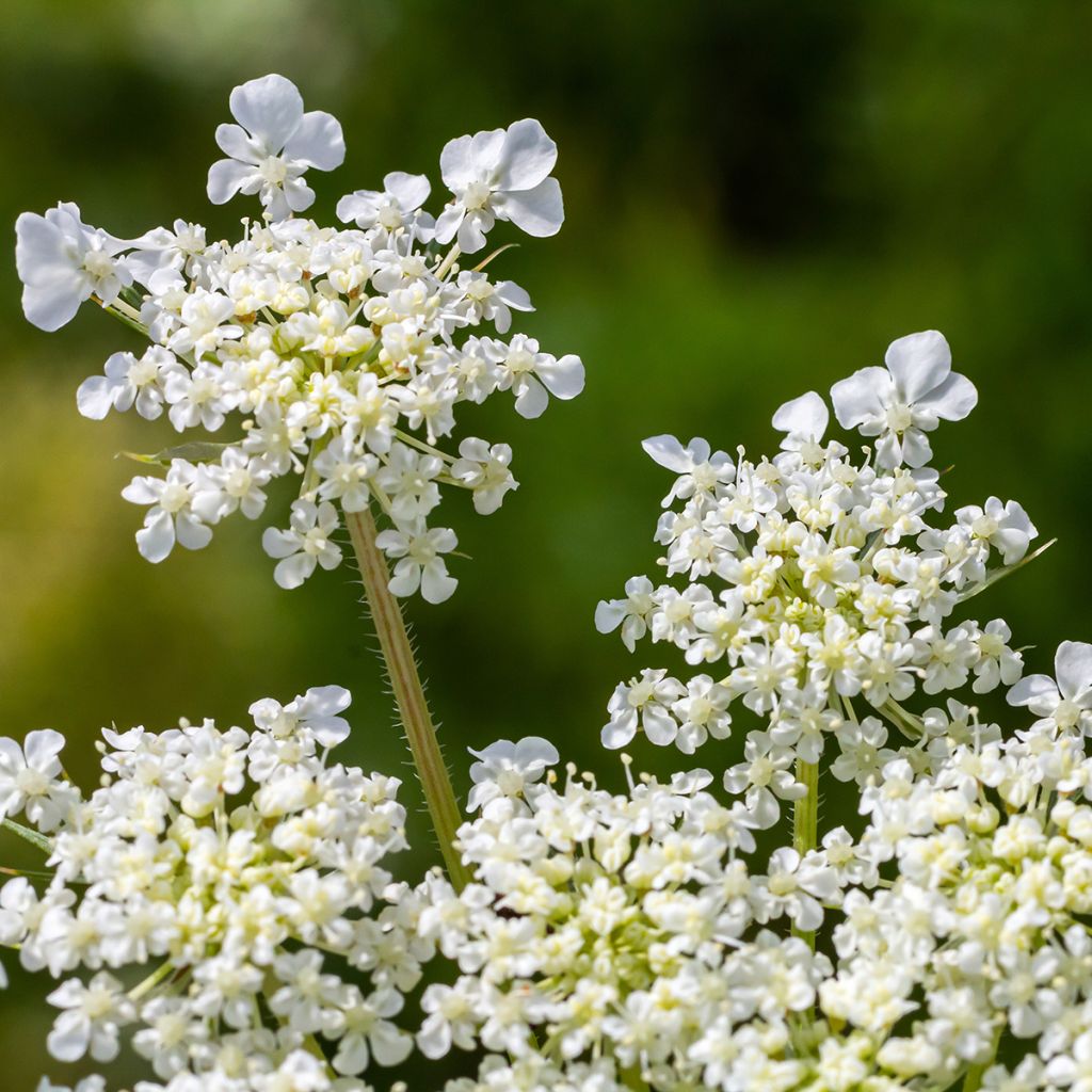 Möhre - Daucus carota