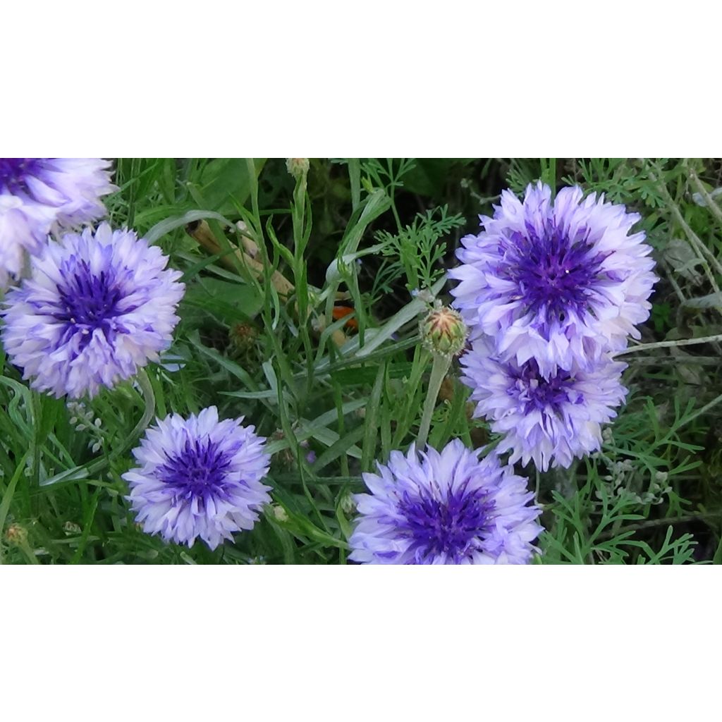 Kornblume Classic Fantastic (Samen) - Centaurea cyanus
