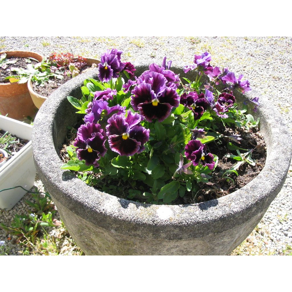 Stiefmütterchen Chalon Supreme Wildberry Mixed