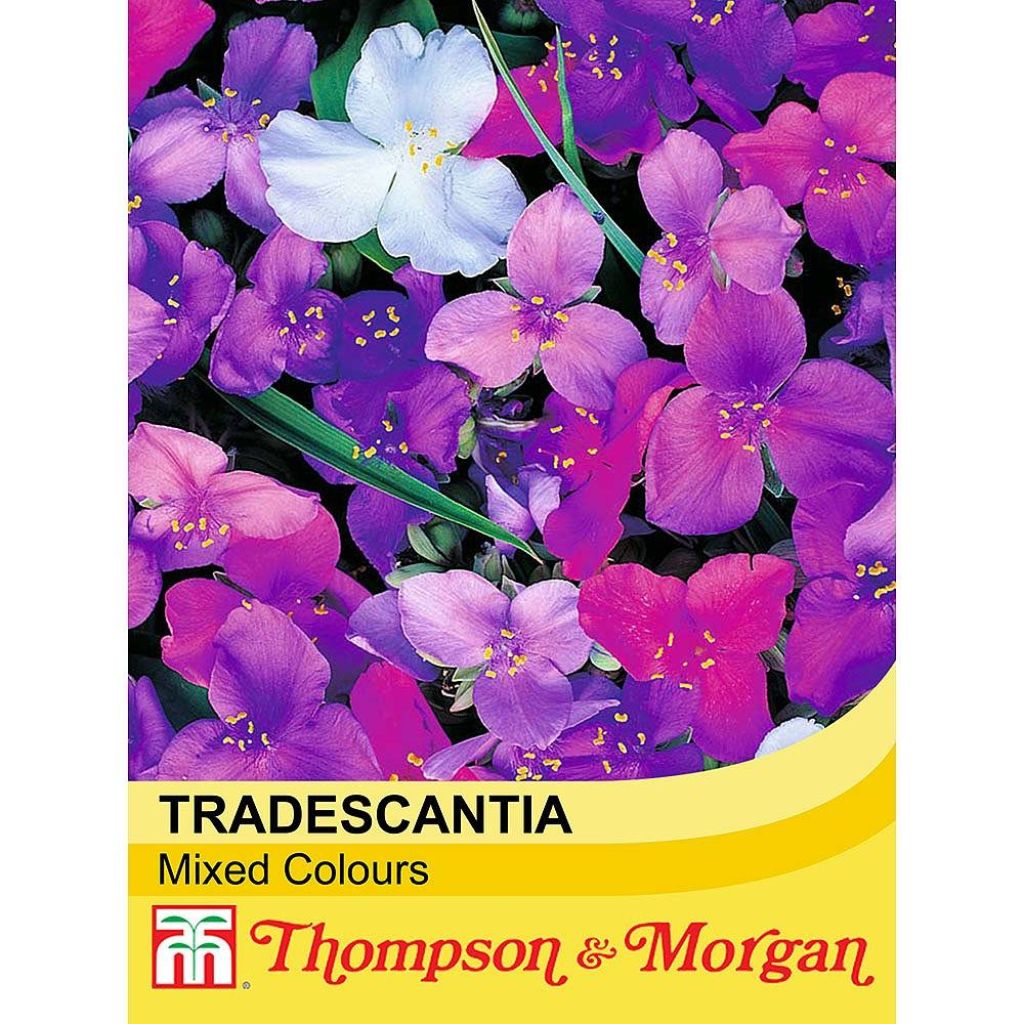 Tradescantia andersoniana Mixed Colours (Samen) - Dreimasterblume