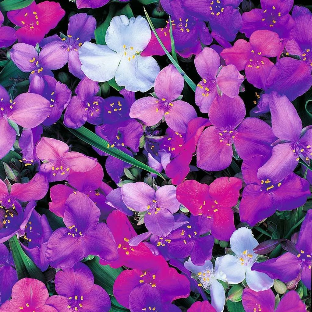 Tradescantia andersoniana Mixed Colours (Samen) - Dreimasterblume