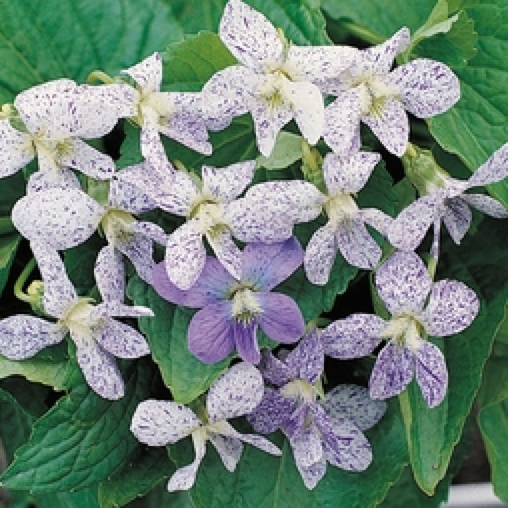 Viola sororia Freckles (Samen) - Pfingst-Veilchen