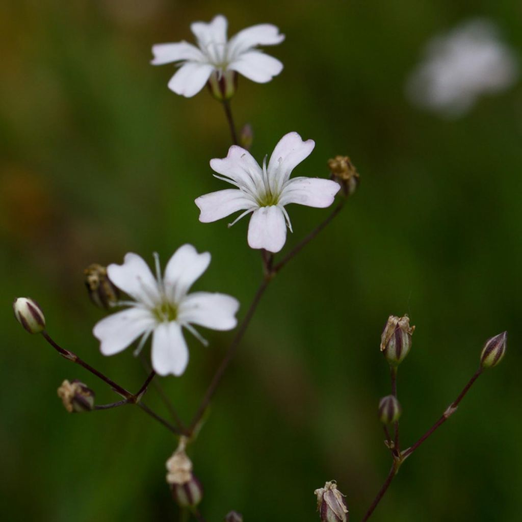 Kriechendes Gipskraut Alba - Gypsophila repens