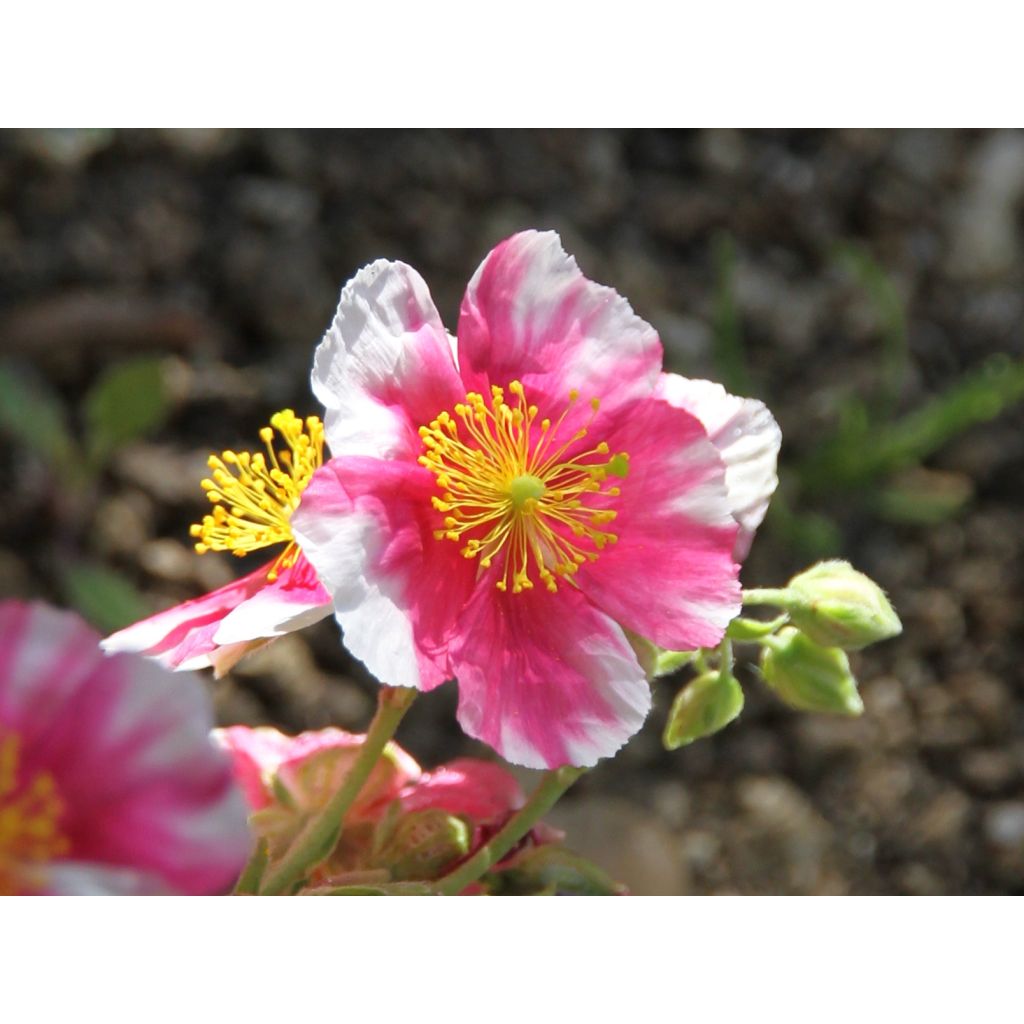 Sonnenröschen Raspberry Ripple - Helianthemum
