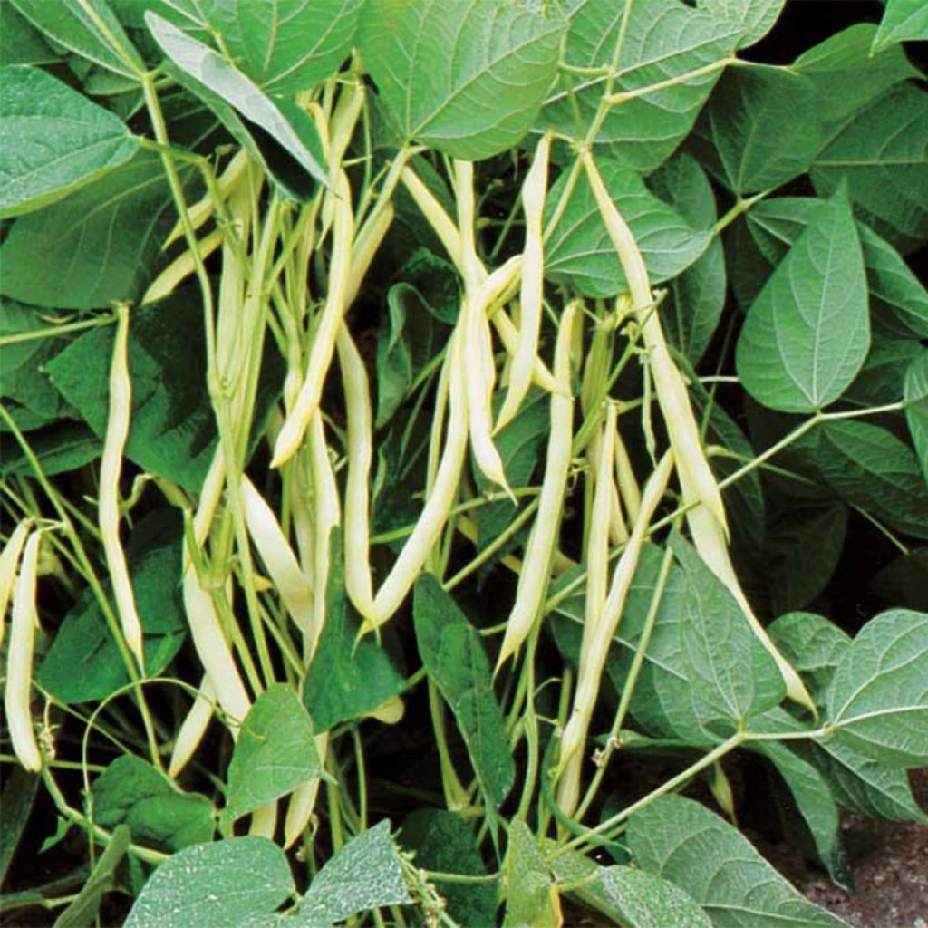 Zwergbohne Aiguille à cosses jaunes Bio