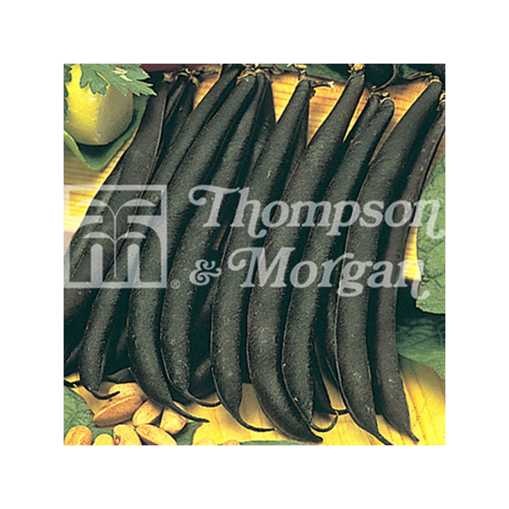 Zwergbohne Purple Teepee