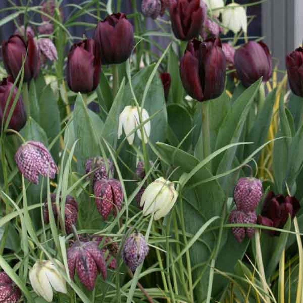 Tulpen-Kollektion Schwarz und Weiß