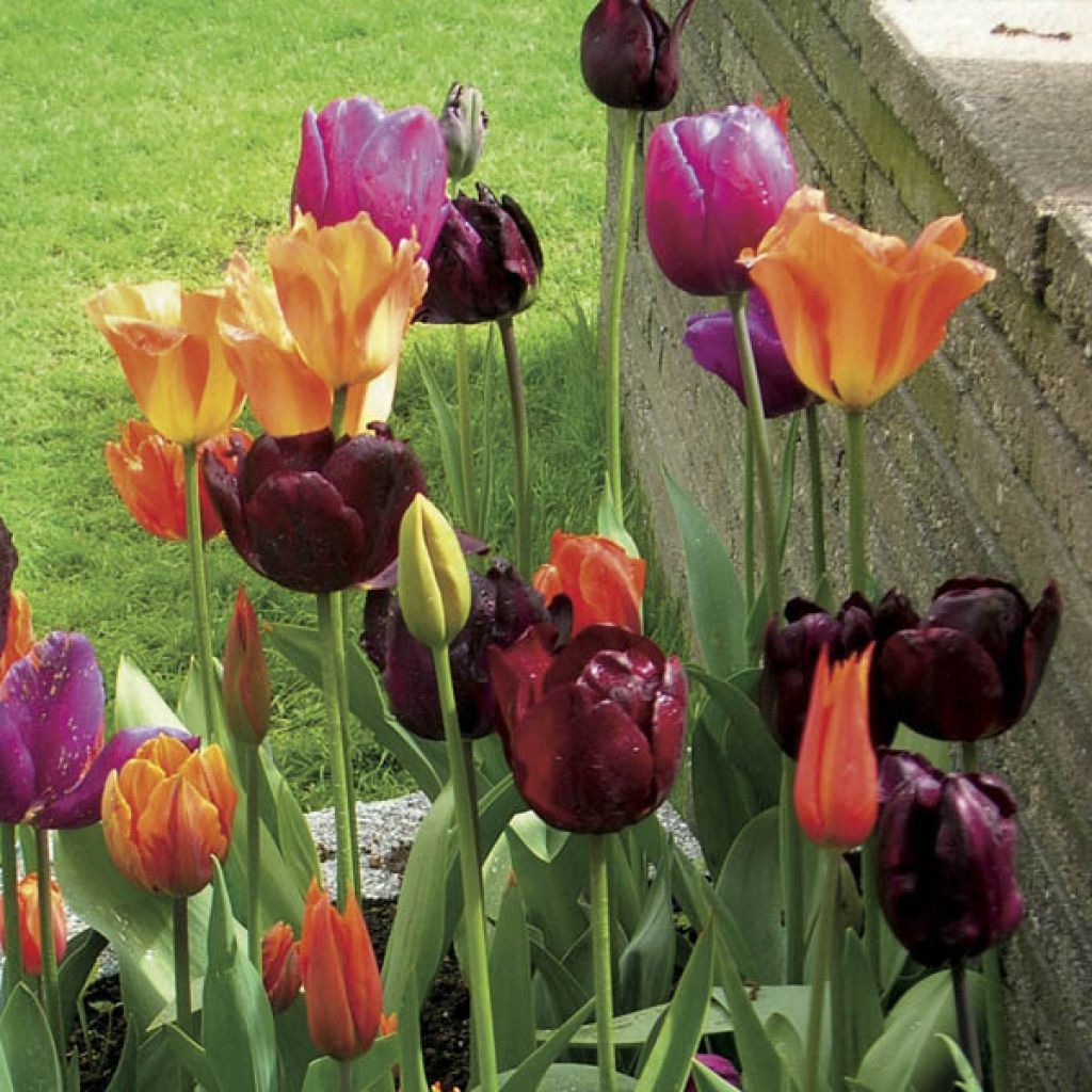 Tulpen-Kollektion Karneval von Venedig