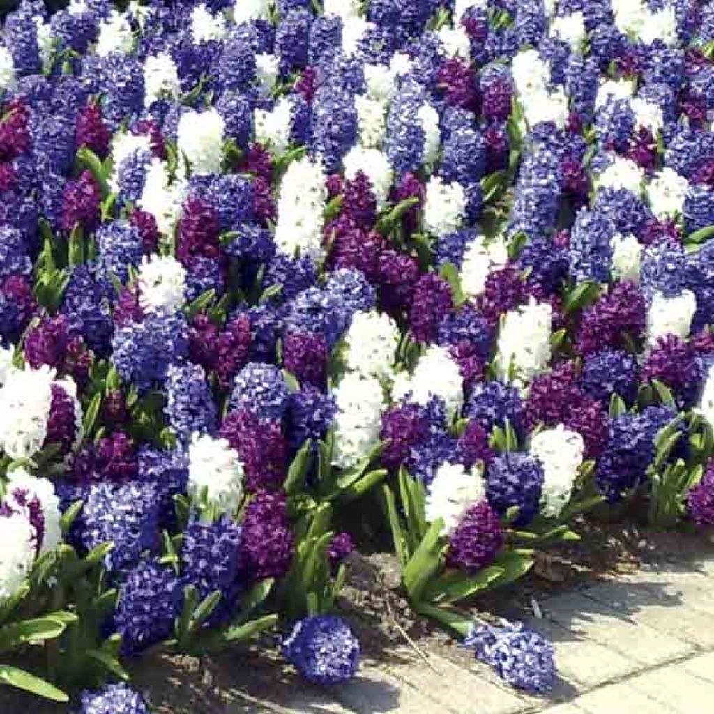 Hyazinthen-Kollektion Ocean