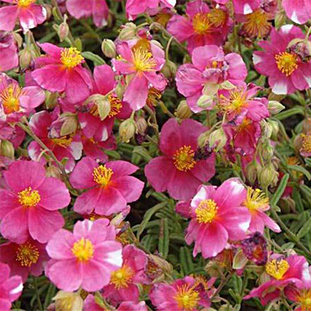Sonnenröschen Raspberry Ripple - Helianthemum
