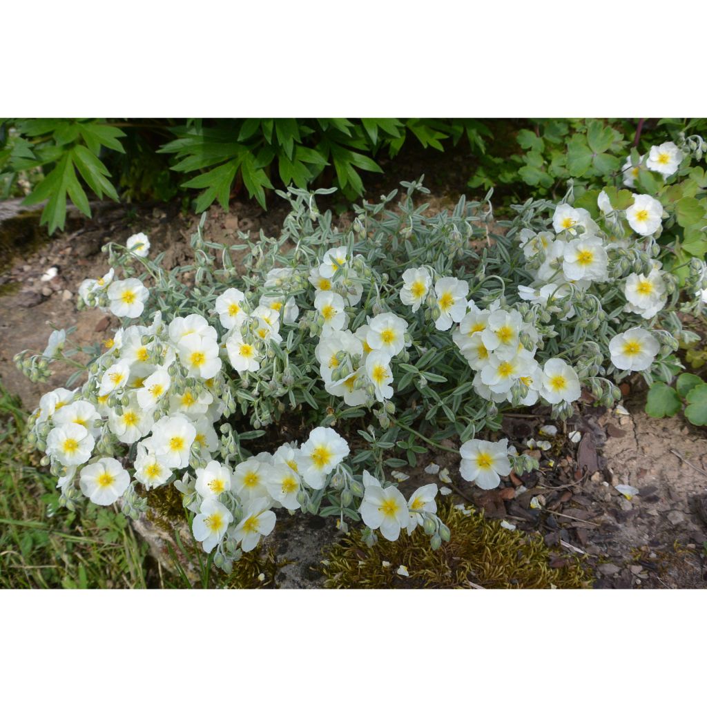 Sonnenröschen The Bride - Helianthemum
