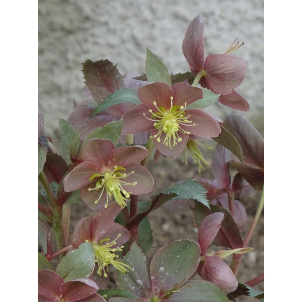 Helleborus sternii Flame - Nieswurz-Hybride