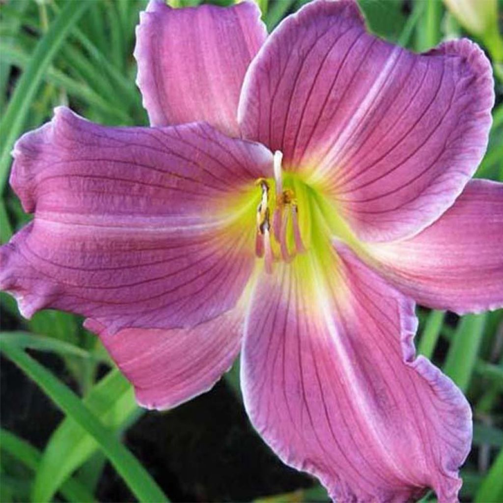 Hemerocallis Indian Giver - Taglilie
