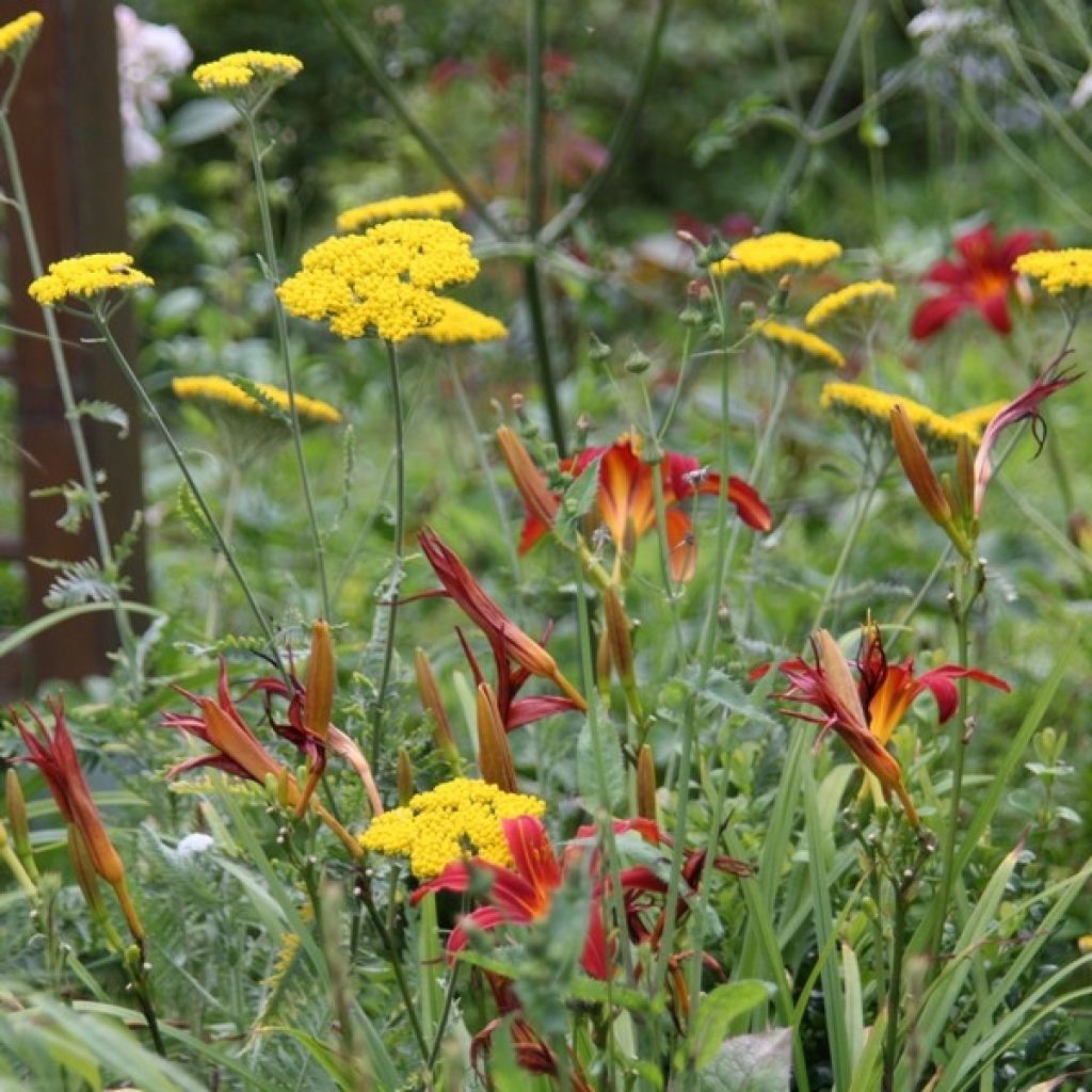 Hemerocallis Sammy Russel - Taglilie
