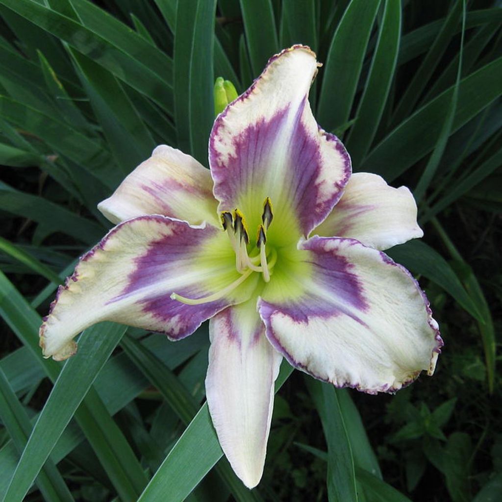 Hemerocallis Destined to See - Taglilie