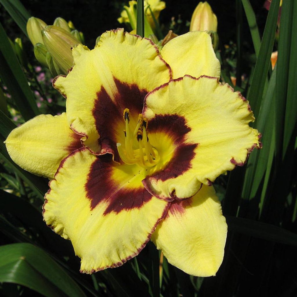 Hemerocallis El Desperado - Taglilie