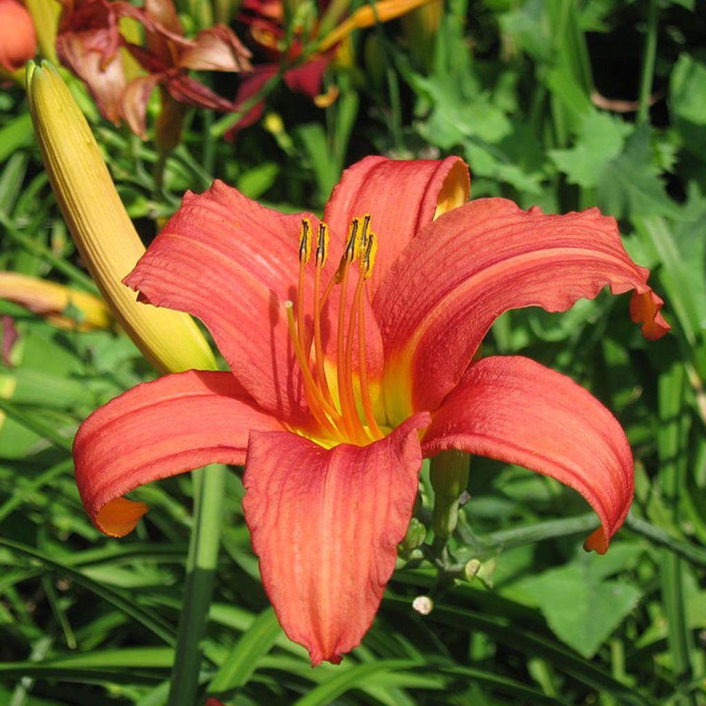 Hemerocallis Pink Damask - Taglilie