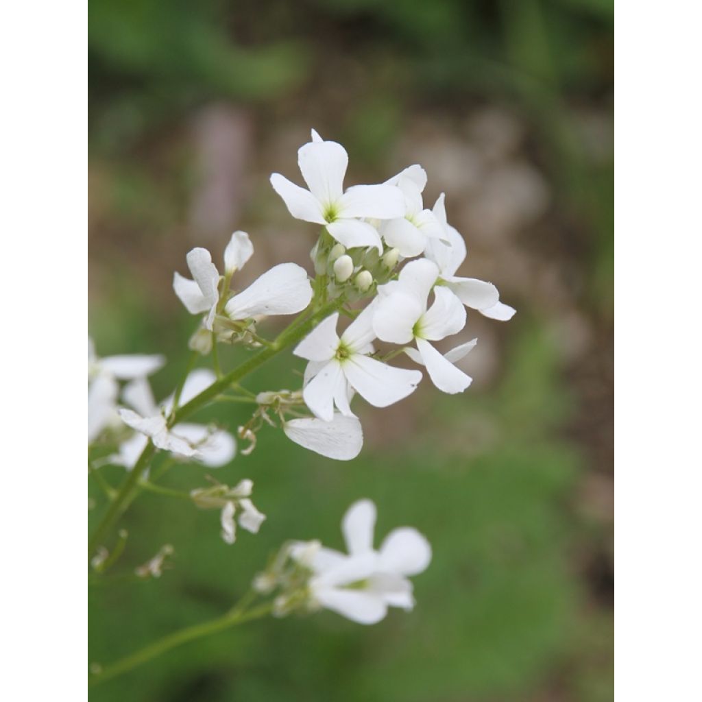 Gemeine Nachtviole Alba - Hesperis matronalis