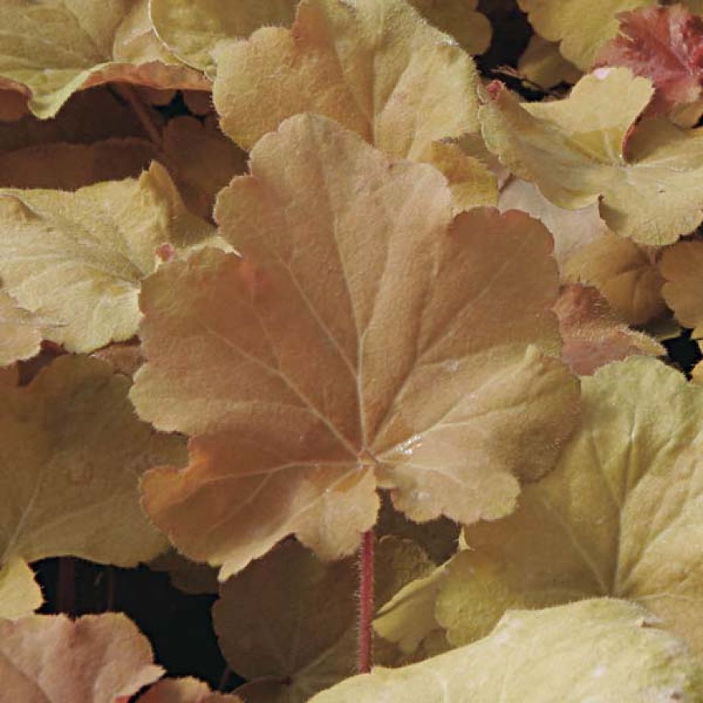 Heuchera Caramel - Purpurglöckchen