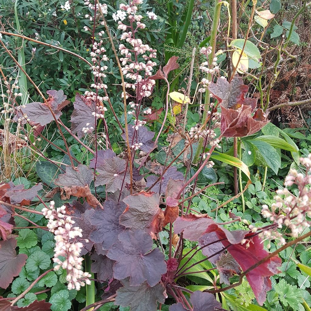 Heuchera Dark Magic - Purpurglöckchen